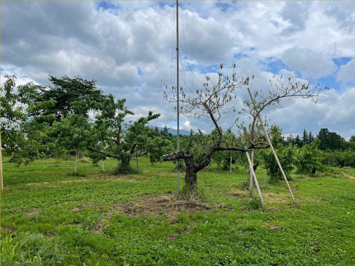 嫁さんの実家である福島県福島市の桃・りんご農園「アップルファーム宍戸」の果樹畑