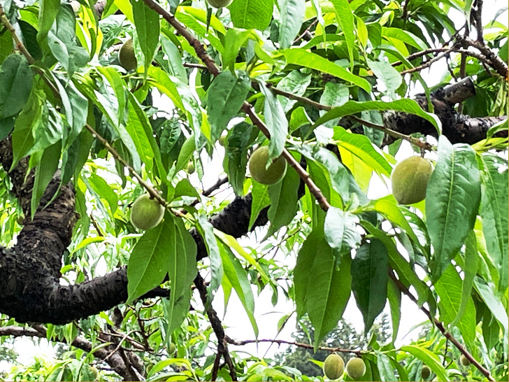 嫁さんの実家である福島県福島市の桃・りんご農園「アップルファーム宍戸」ので撮影した桃の実