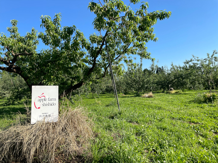 福島県福島市の桃・りんご農園「アップルファーム宍戸」の果樹畑を撮影