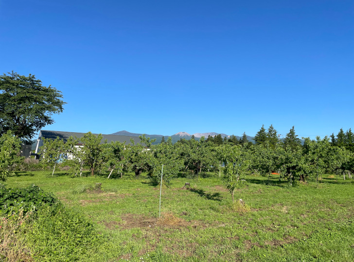 6月4日早朝の福島県福島市の桃・りんご農園「アップルファーム宍戸」の果樹畑