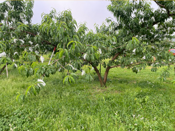 福島県福島市りんご、桃果樹園アップルファーム宍戸の桃の木