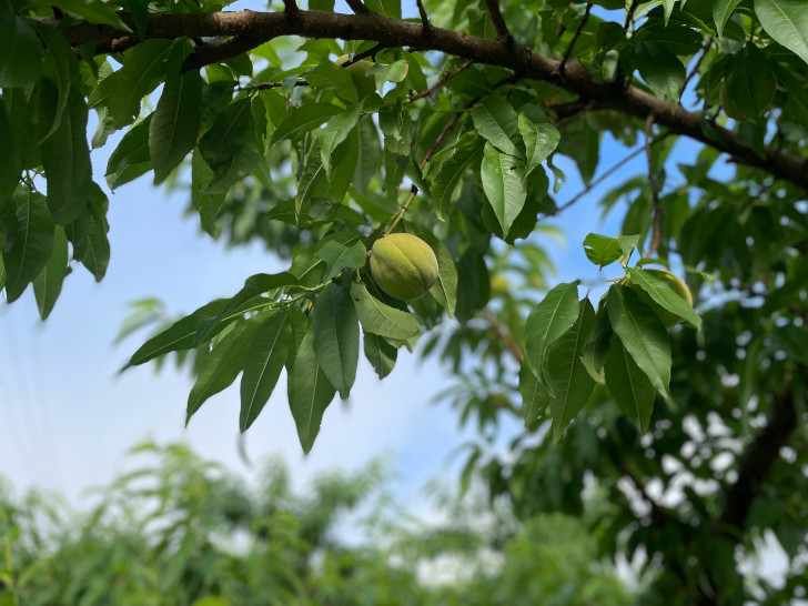 福島県福島市りんご、桃果樹園アップルファーム宍戸の桃