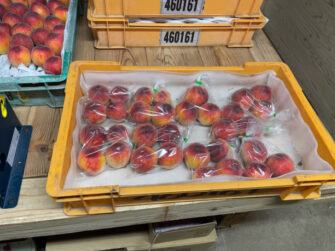 袋詰めをした福島県福島市の桃・りんご農園アップルファーム宍戸の初桃「ふくおとめ」