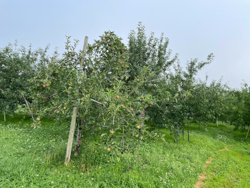 福島県福島市りんご、桃果樹園アップルファーム宍戸のりんご畑