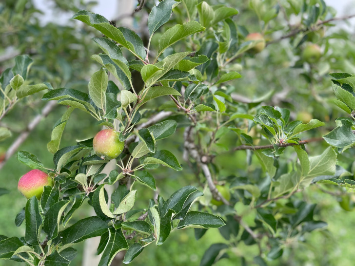 福島県福島市りんご、桃果樹園アップルファーム宍戸のりんご