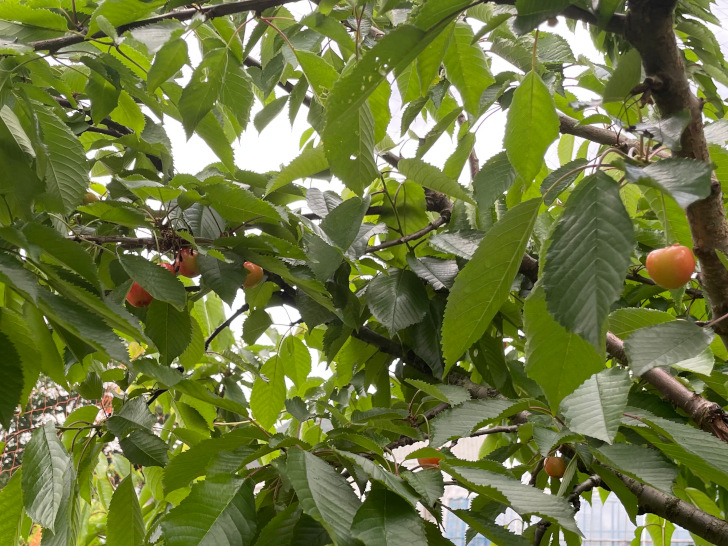 福島県福島市の桃・りんご農園「アップルファーム宍戸」の果樹畑に一本だけ生えているさくらんぼの木