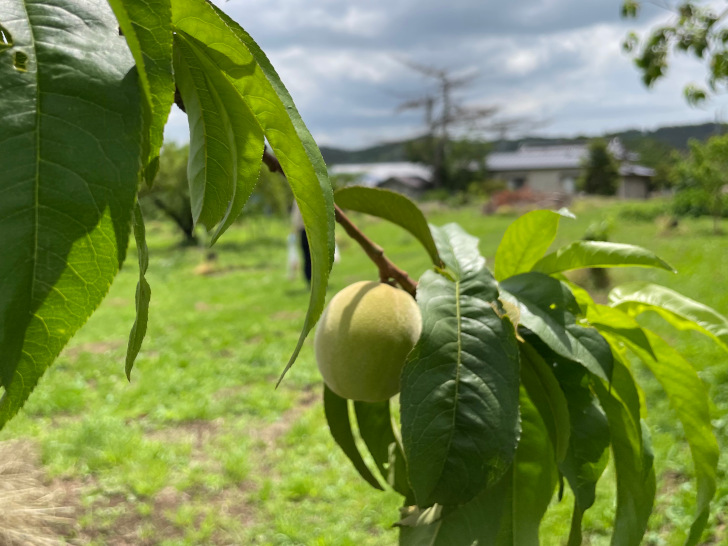 福島県福島市の桃・りんご農園「アップルファーム宍戸」の可愛い桃の実