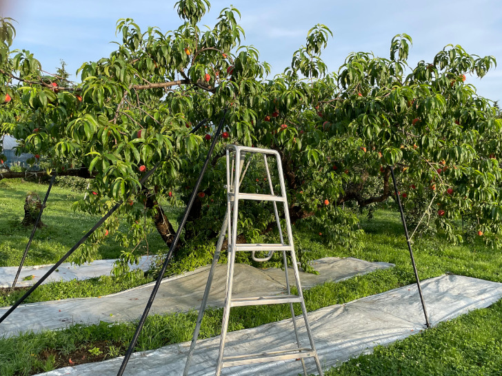 桃の収穫で使用する三脚