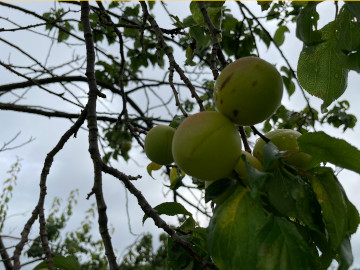 福島県福島市りんご、桃果樹園アップルファーム宍戸の畑にある梅の木に実る梅