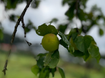 福島県福島市りんご、桃果樹園アップルファーム宍戸の畑にある梅の木に実る梅2