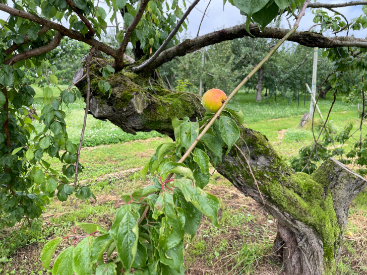 福島県福島市のりんご、桃果樹園アップルファーム宍戸の畑になっている梅