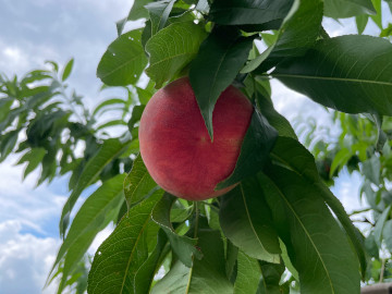 福島県福島市の桃、りんご果樹園アップルファーム宍戸の果樹畑の桃、暁星（ぎょうせい）の画像