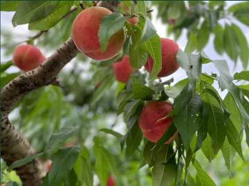 福島県福島市の桃、りんご果樹園アップルファーム宍戸の果樹畑の桃、暁星（ぎょうせい）が実っているようす