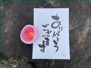 福島県福島市の桃、りんご果樹園アップルファーム宍戸の果樹畑で収穫した桃、暁星（ぎょうせい）の画像