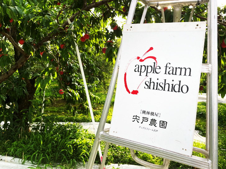 福島県福島市の桃・りんご農園「アップルファーム宍戸」の果樹畑で撮影