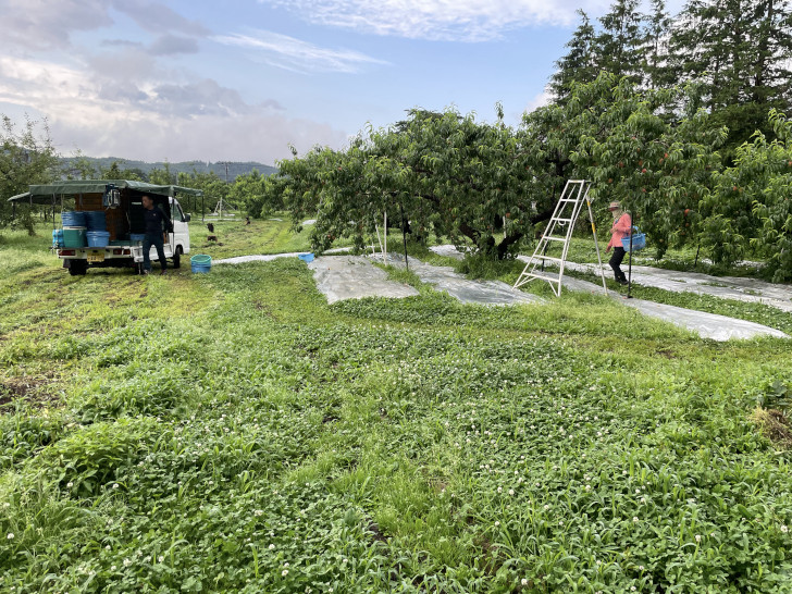 福島県福島市の桃、りんご果樹園アップルファーム宍戸で桃の収穫をする準備をする