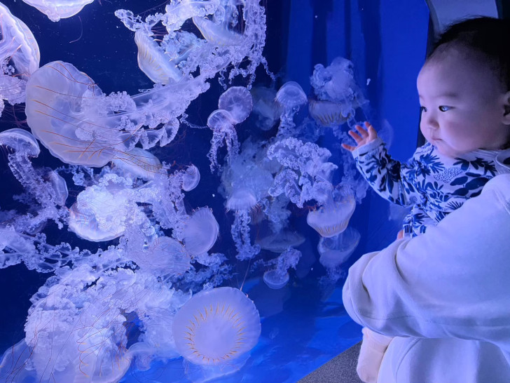 新江ノ島水族館で娘がクラゲをガン見