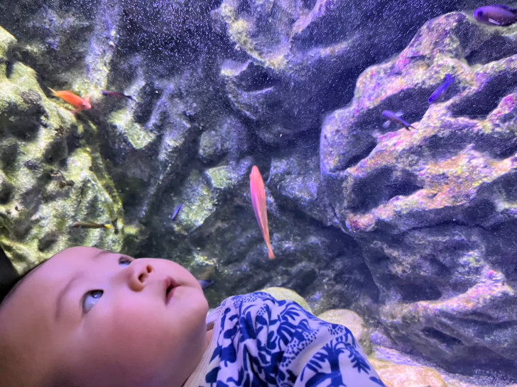 新江ノ島水族館のお魚に興味津津な娘