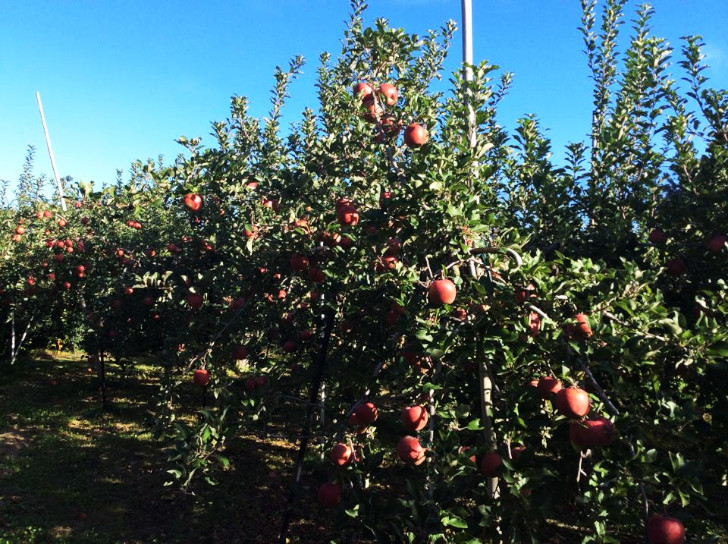 福島県福島市の桃・りんご農園アップルファーム宍戸のりんご畑