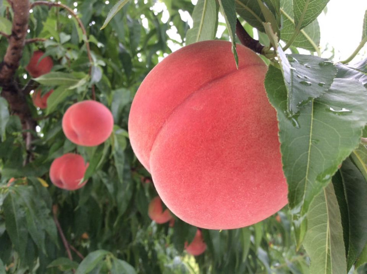 福島市の桃・リンゴ農園アップルファーム宍戸の桃畑で育てている桃