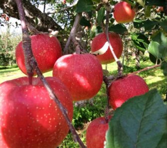 福島県福島市の桃・りんご農園アップルファーム宍戸のりんご畑で撮影したりんご