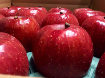 福島県福島市の桃・りんご農園アップルファーム宍戸のりんご