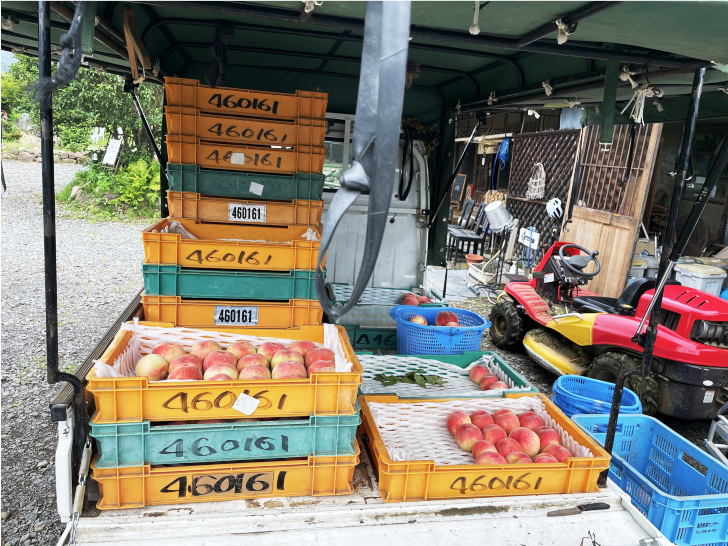 福島県福島市の桃・りんご農園「アップルファーム宍戸」の収穫し選別した桃を作業場に運ぶ