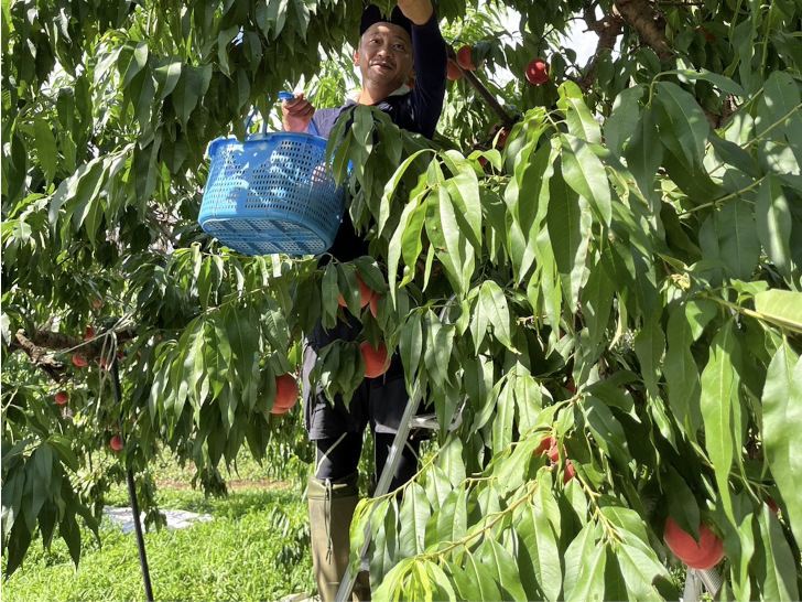 福島県福島市の桃、りんご果樹園アップルファーム宍戸の桃をフリーランス主夫が収穫している様子