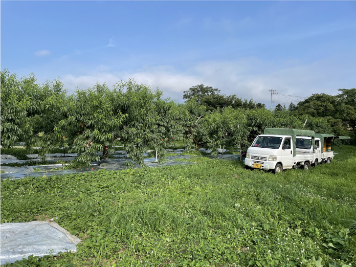 福島県福島市の桃・りんご農園「アップルファーム宍戸」の桃だけの果樹畑2