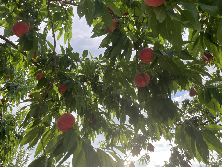 福島県福島市の桃・りんご農園「アップルファーム宍戸」の桃
