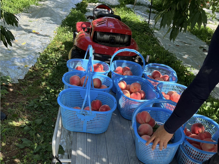 福島県福島市の桃・りんご農園「アップルファーム宍戸」の収穫した桃の入ったかごを運搬車に積む様子