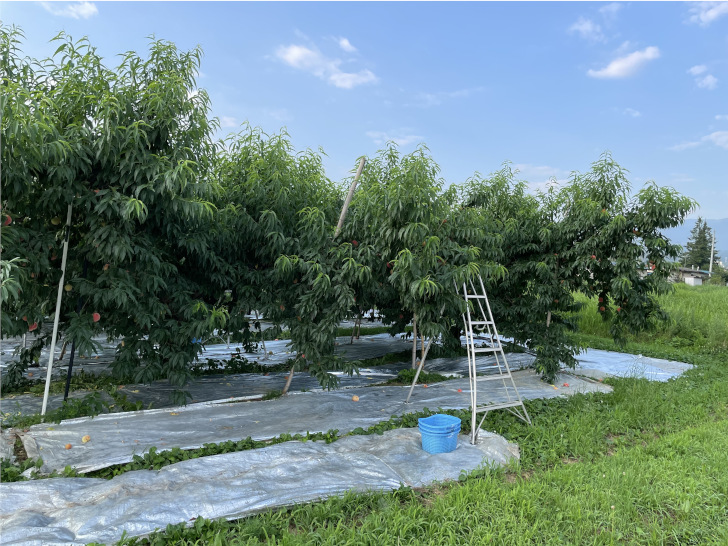 福島県福島市の桃・りんご農園「アップルファーム宍戸」の桃だけの果樹畑3
