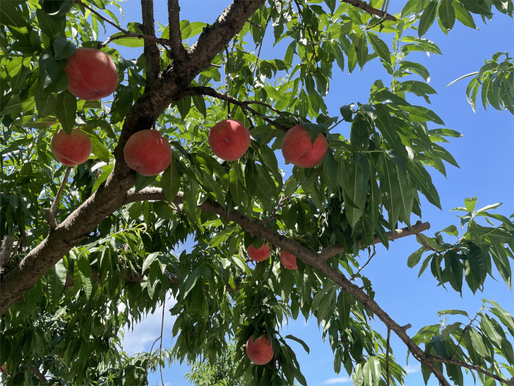 福島県福島市の桃・りんご農園「アップルファーム宍戸」の美味しい桃
